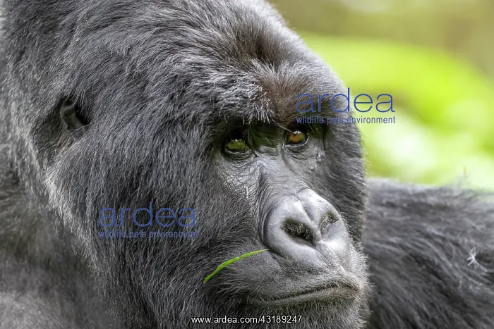 : Mountain gorilla (Gorilla beringei beringei), male : Mountain gorilla (Gorilla beringei beringei), male