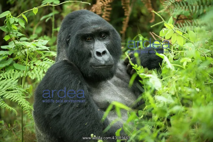 : Mountain Gorilla (Gorilla beringei beringei), male : Mountain Gorilla (Gorilla beringei beringei), male