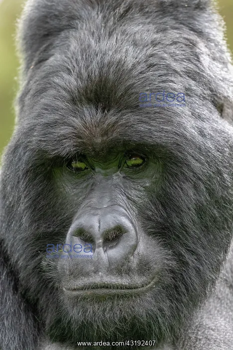 : Mountain gorilla (Gorilla beringei beringei), male : Mountain gorilla (Gorilla beringei beringei), male