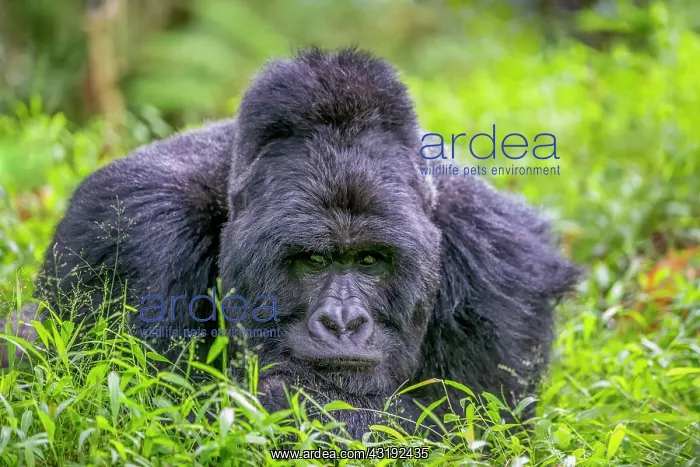 : Mountain gorilla (Gorilla beringei beringei), male : Mountain gorilla (Gorilla beringei beringei), male