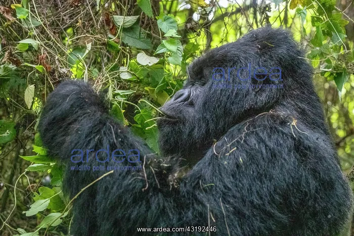 : Mountain gorilla (Gorilla beringei beringei), male : Mountain gorilla (Gorilla beringei beringei), male