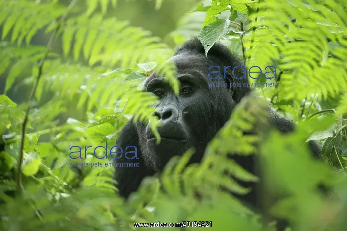 : Mountain Gorilla (Gorilla beringei beringei), male : Mountain Gorilla (Gorilla beringei beringei), male