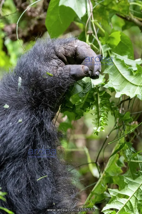 : Mountain gorilla (Gorilla beringei beringei), male : Mountain gorilla (Gorilla beringei beringei), male