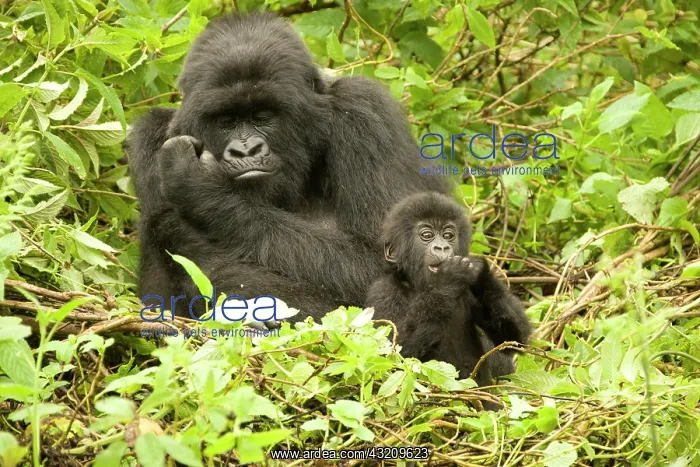 : Mountain Gorilla, Gorilla beringei (formerly : Mountain Gorilla, Gorilla beringei (formerly