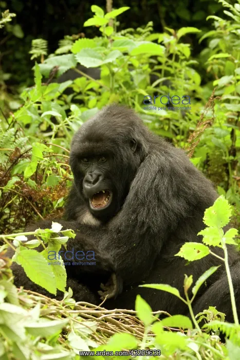 : Mountain Gorilla, Gorilla beringei (formerly : Mountain Gorilla, Gorilla beringei (formerly