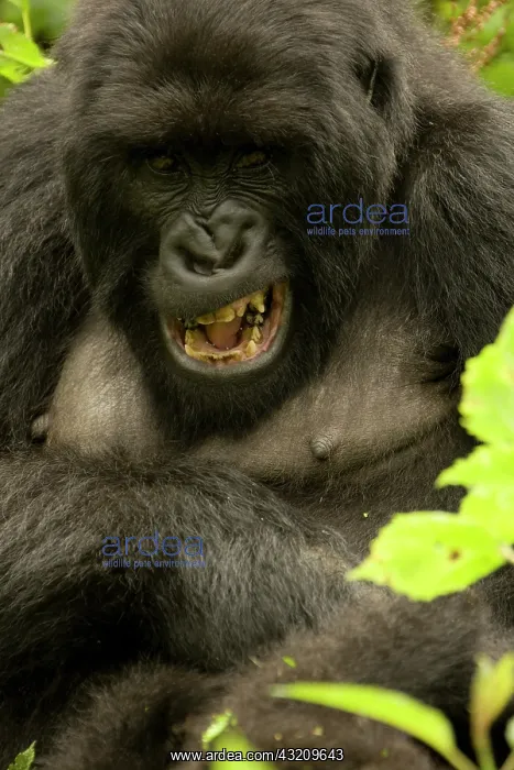 : Mountain Gorilla, Gorilla beringei (formerly : Mountain Gorilla, Gorilla beringei (formerly