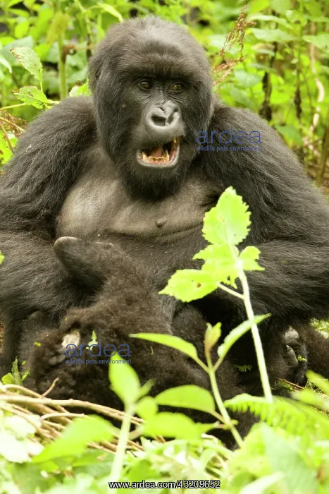 : Mountain Gorilla, Gorilla beringei (formerly : Mountain Gorilla, Gorilla beringei (formerly