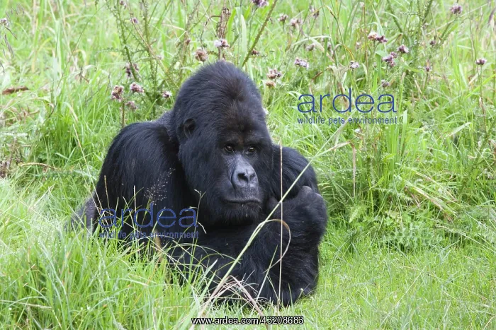 : Mountain Gorilla (Gorilla gorilla berengei), Silverback : Mountain Gorilla (Gorilla gorilla berengei), Silverback
