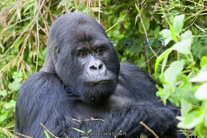 : Mountain Gorilla (Gorilla gorilla beringei), Volcanoes : Mountain Gorilla (Gorilla gorilla beringei), Volcanoes