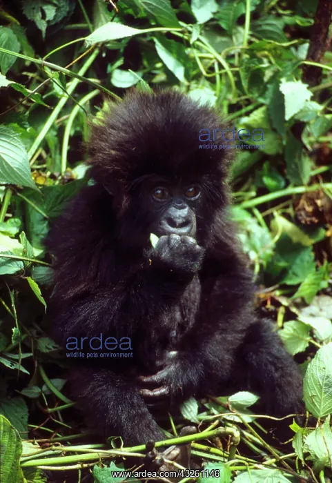 : Mountain Gorilla, (Gorilla gorilla beringei) : Mountain Gorilla, (Gorilla gorilla beringei)