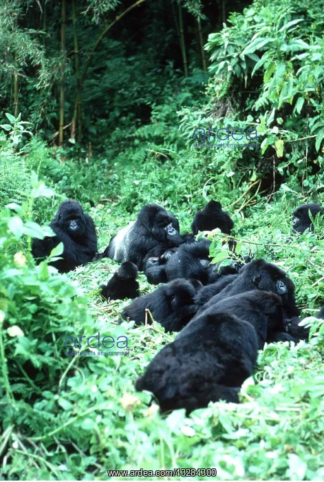 : Mountain Gorilla - group : Mountain Gorilla - group