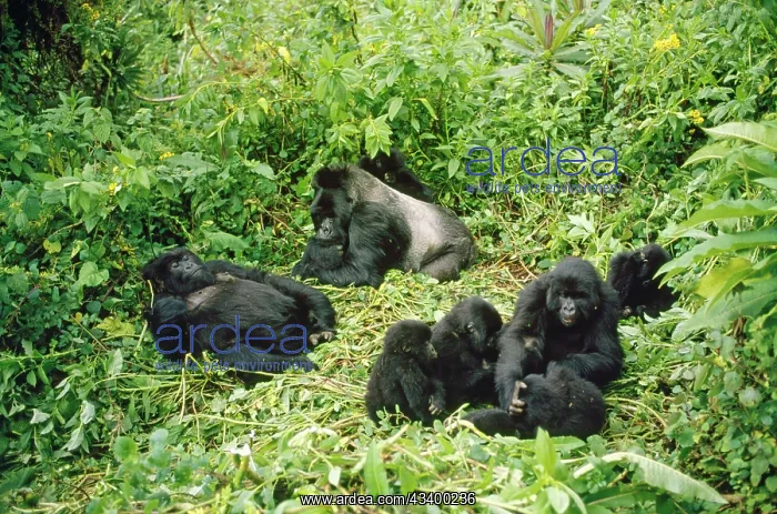 : Mountain Gorilla - group : Mountain Gorilla - group
