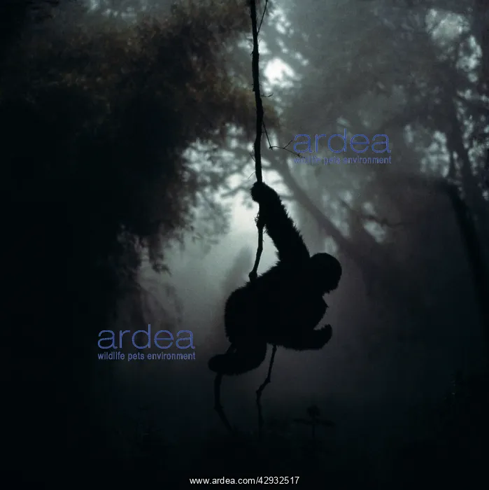 : Mountain Gorilla - Hanging on vine : Mountain Gorilla - Hanging on vine