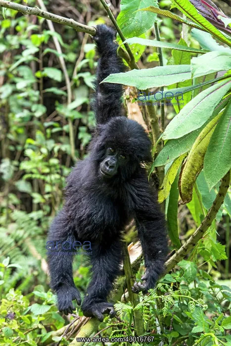 : Mountain Gorilla infant hanging on tree : Mountain Gorilla infant hanging on tree