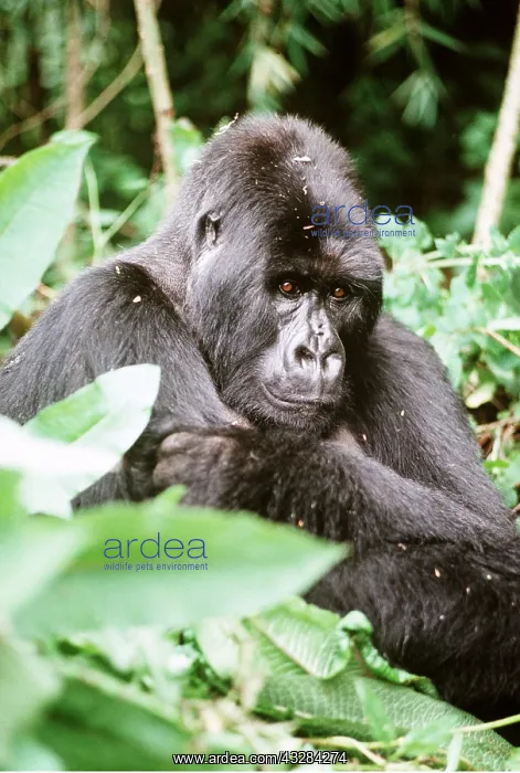 : MOUNTAIN GORILLA - Intwari : MOUNTAIN GORILLA - Intwari