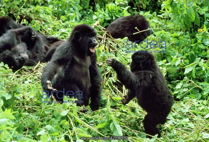 : Mountain GORILLA - juvenile males playfight : Mountain GORILLA - juvenile males playfight
