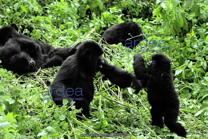 : Mountain Gorilla - Juveniles playfighting : Mountain Gorilla - Juveniles playfighting