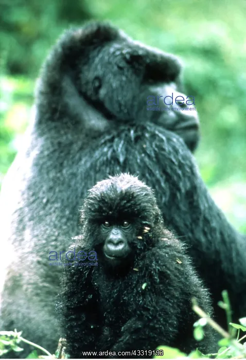 : MOUNTAIN GORILLA - juvenille with adult in background : MOUNTAIN GORILLA - juvenille with adult in background