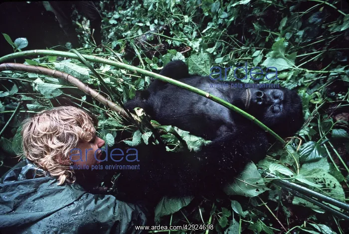 : Mountain Gorilla - lying on back being watched by tourist : Mountain Gorilla - lying on back being watched by tourist