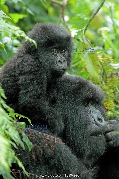 : Mountain Gorilla - mother and baby from the amahoro : Mountain Gorilla - mother and baby from the amahoro