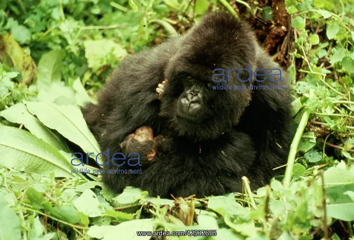 : MOUNTAIN GORILLA - mother and young : MOUNTAIN GORILLA - mother and young