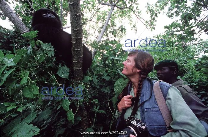 : MOUNTAIN GORILLA - and photographer : MOUNTAIN GORILLA - and photographer