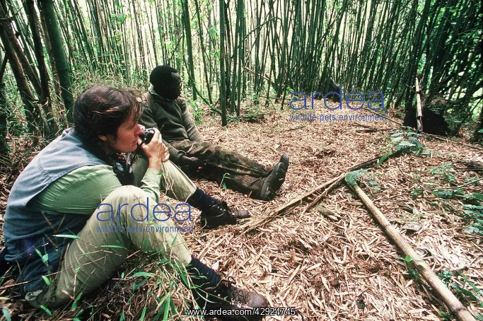 : Mountain Gorilla - with photographer Elizabeth : Mountain Gorilla - with photographer Elizabeth