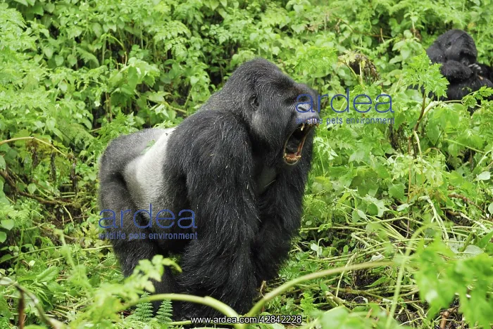 : Mountain Gorilla - silverback : Mountain Gorilla - silverback