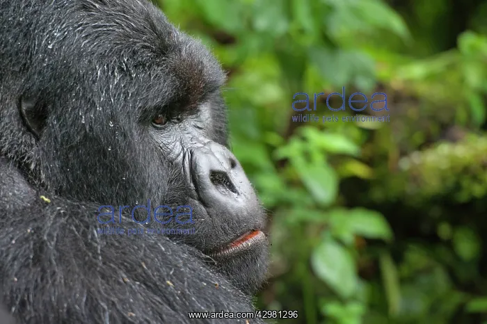 : Mountain Gorilla - Silverback : Mountain Gorilla - Silverback