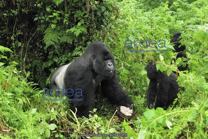 : Mountain Gorilla - silverback eating bracket fungi : Mountain Gorilla - silverback eating bracket fungi
