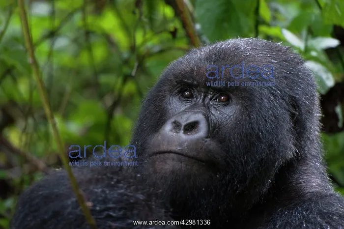 : Mountain Gorilla - Silverback male : Mountain Gorilla - Silverback male