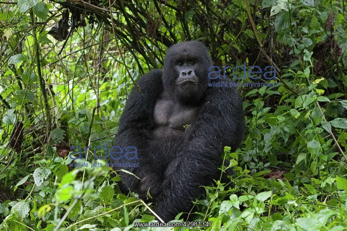 : Mountain Gorilla - Silverback male : Mountain Gorilla - Silverback male