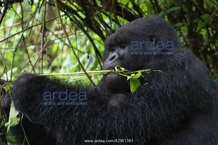 : Mountain Gorilla - Silverback male : Mountain Gorilla - Silverback male