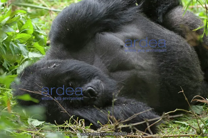 : Mountain Gorilla - silverback resting : Mountain Gorilla - silverback resting