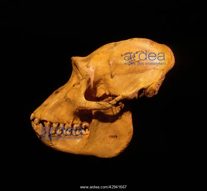 : Mountain Gorilla Skull - holotype 1902, Museum : Mountain Gorilla Skull - holotype 1902, Museum