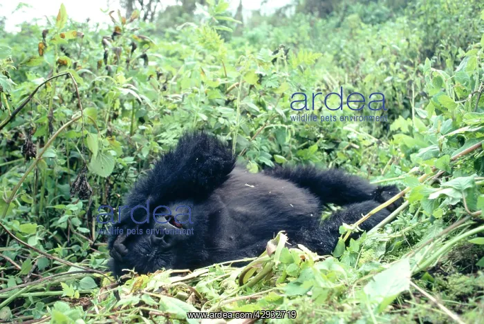 : Mountain Gorilla - sleeping in leaves : Mountain Gorilla - sleeping in leaves