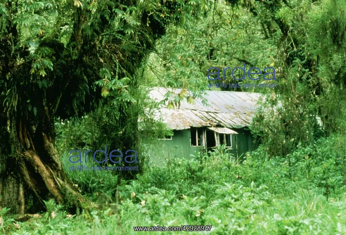 : The Mountain Gorilla Story - Diane Fossey's house : The Mountain Gorilla Story - Diane Fossey's house