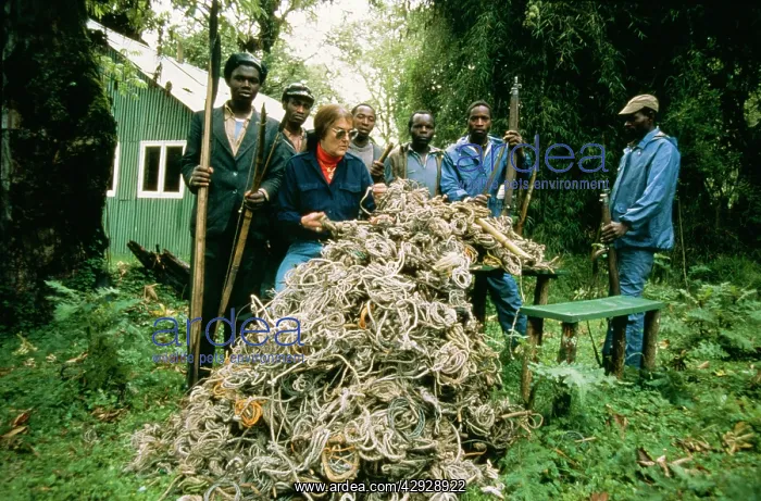: The Mountain Gorilla Story - Snares placed by poachers : The Mountain Gorilla Story - Snares placed by poachers