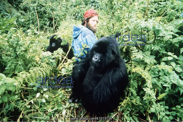 : MOUNTAIN GORILLA - two, with scientist : MOUNTAIN GORILLA - two, with scientist