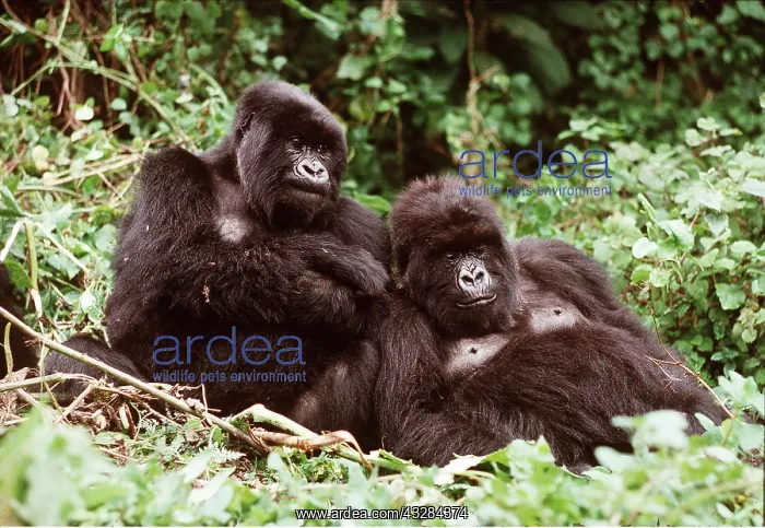: MOUNTAIN GORILLA - x two females Murraha and Poppy : MOUNTAIN GORILLA - x two females Murraha and Poppy