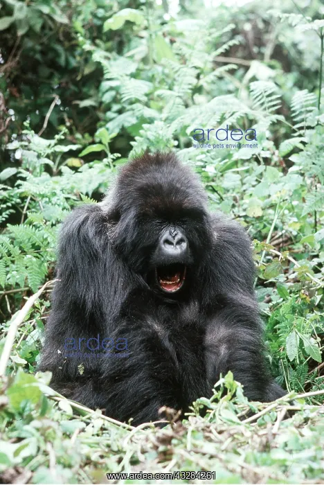 : MOUNTAIN GORILLA - yawning : MOUNTAIN GORILLA - yawning