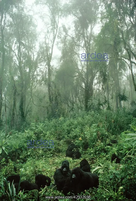: Mountain GORILLAS : Mountain GORILLAS