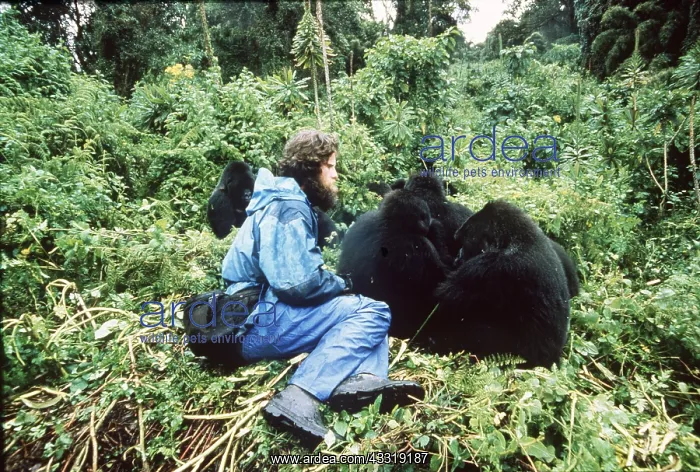 : MOUNTAIN GORILLAS : MOUNTAIN GORILLAS