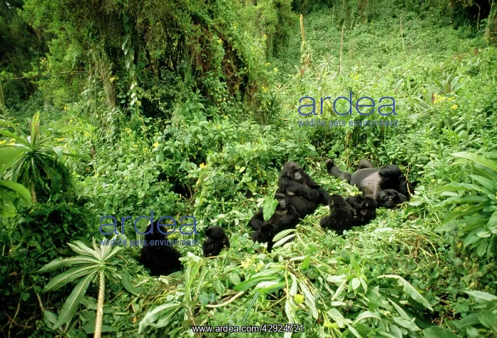 : Mountain Gorillas - group : Mountain Gorillas - group