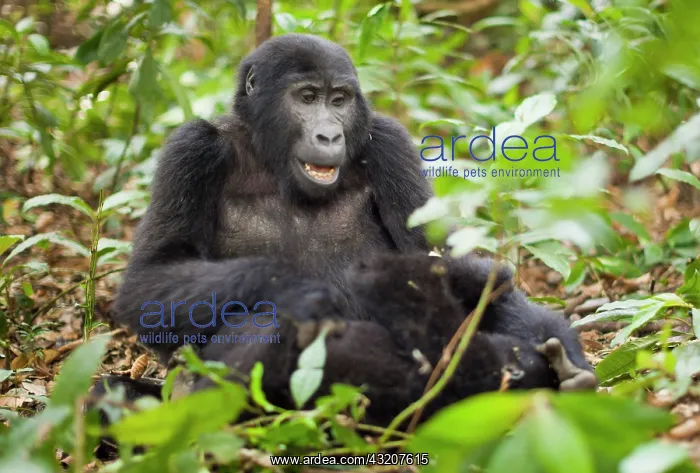 : Mountain gorillas, Volcanoes National Park : Mountain gorillas, Volcanoes National Park