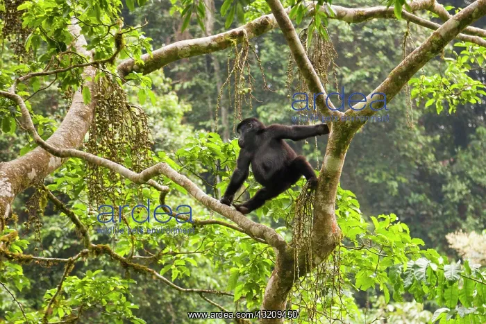 : Mountain gorillas, Volcanoes National Park : Mountain gorillas, Volcanoes National Park