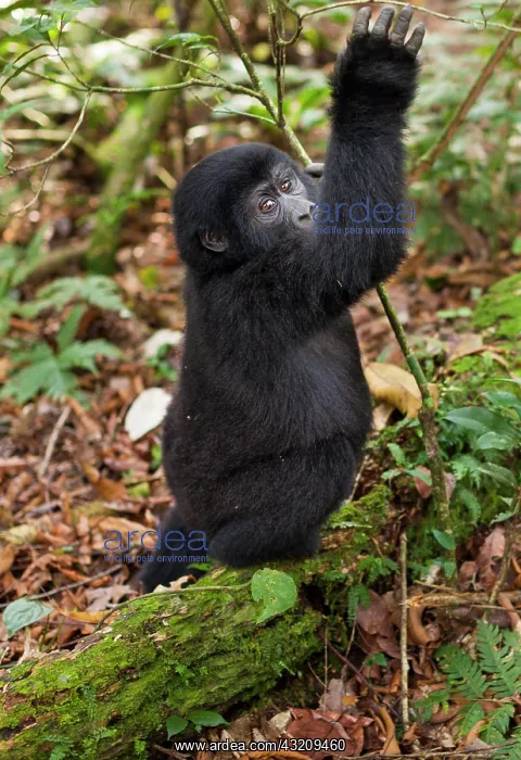 : Mountain gorillas, Volcanoes National Park : Mountain gorillas, Volcanoes National Park