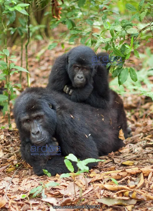 : Mountain gorillas, Volcanoes National Park : Mountain gorillas, Volcanoes National Park