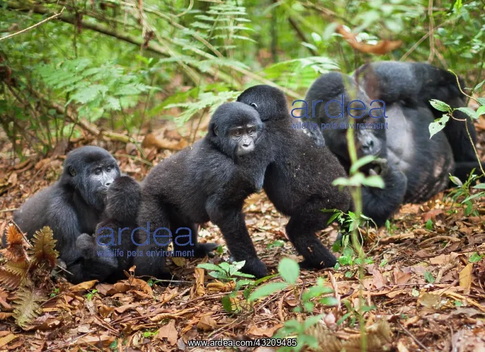 : Mountain gorillas, Volcanoes National Park : Mountain gorillas, Volcanoes National Park