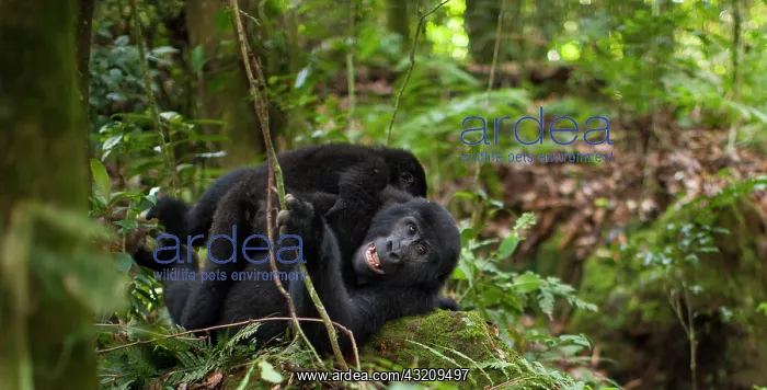 : Mountain gorillas, Volcanoes National Park : Mountain gorillas, Volcanoes National Park